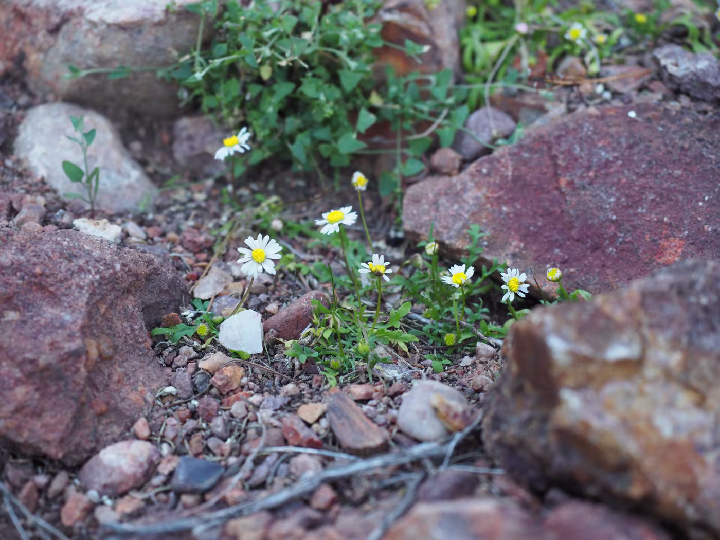 Corunna Daisy WWF Australia